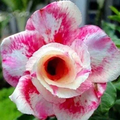 Desert Rose🌹- Multiple Varieties🌈 Heat-Resistant✨