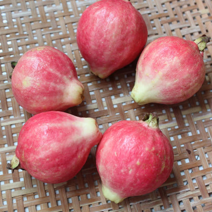 Rouge Guava Seeds--The Beauty Of Winter❄️