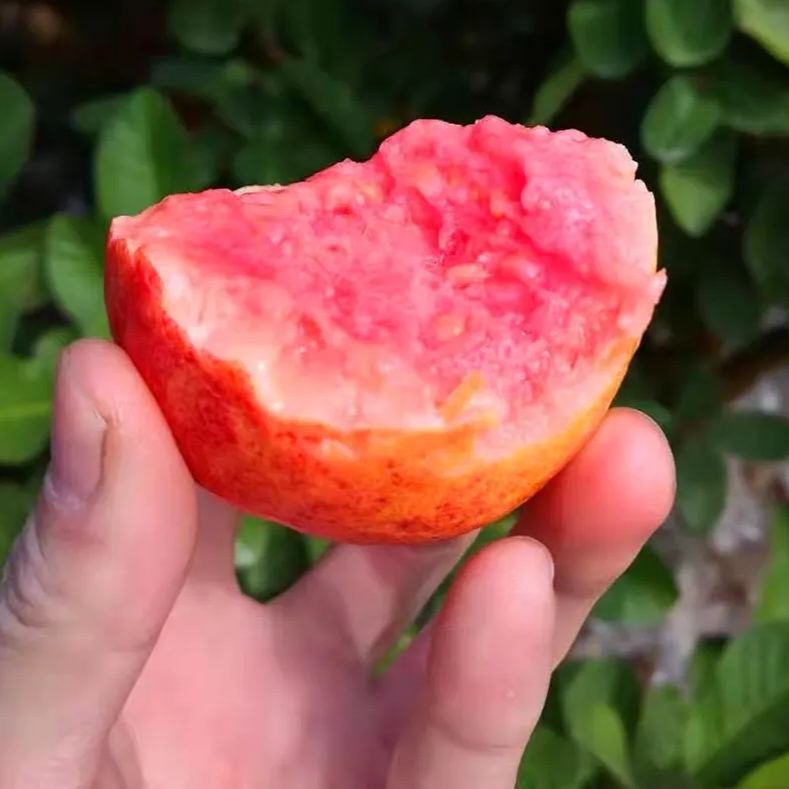 Rouge Guava Seeds--The Beauty Of Winter❄️