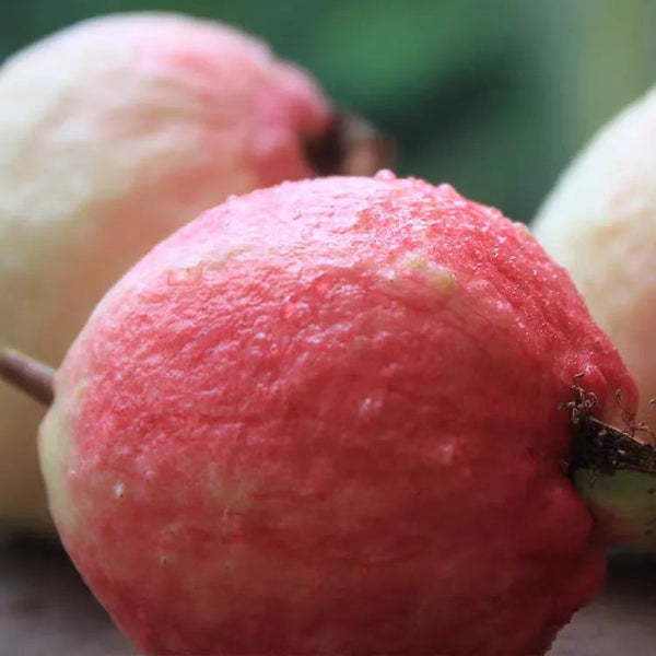 Rouge Guava Seeds--The Beauty Of Winter❄️