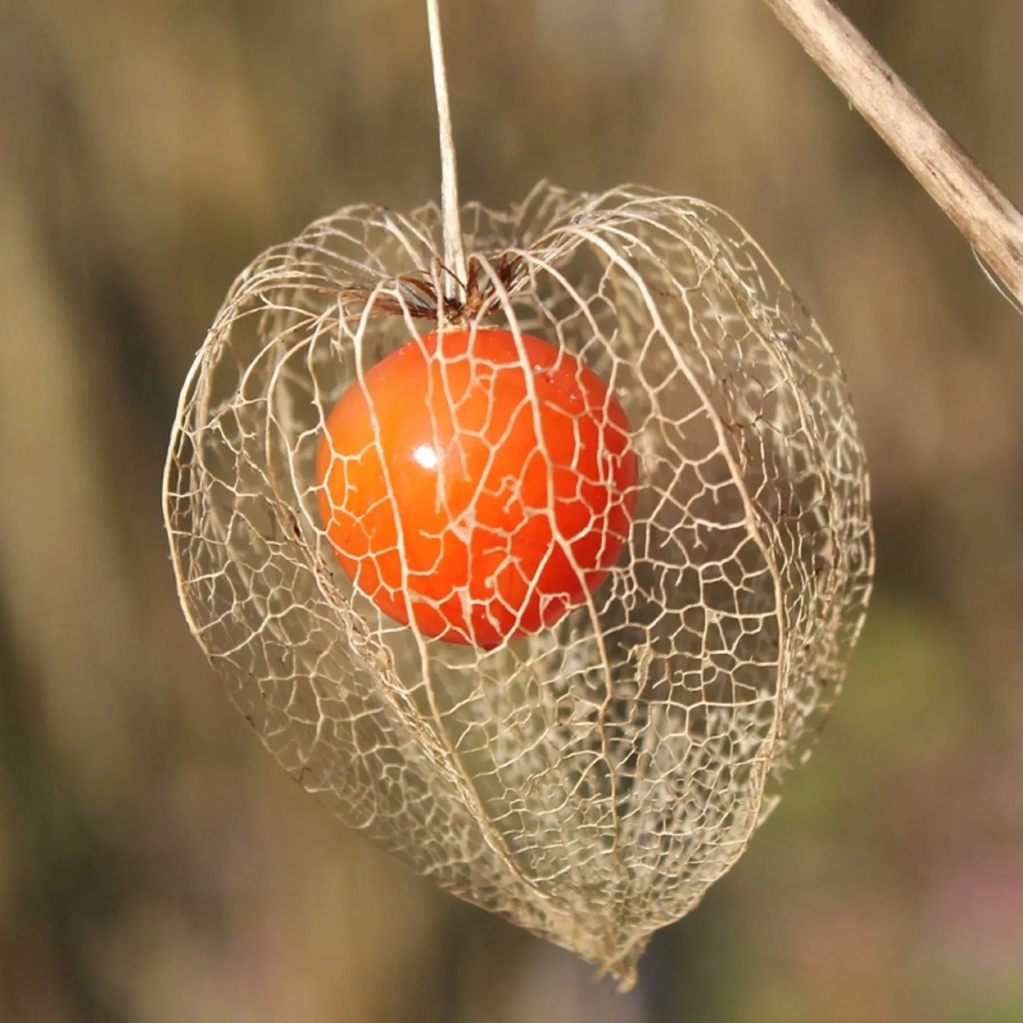 Lantern Cherry Seeds - Winter Ground Cherry