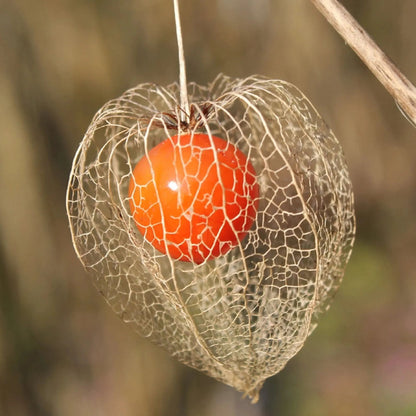 Lantern Cherry Seeds - Winter Ground Cherry