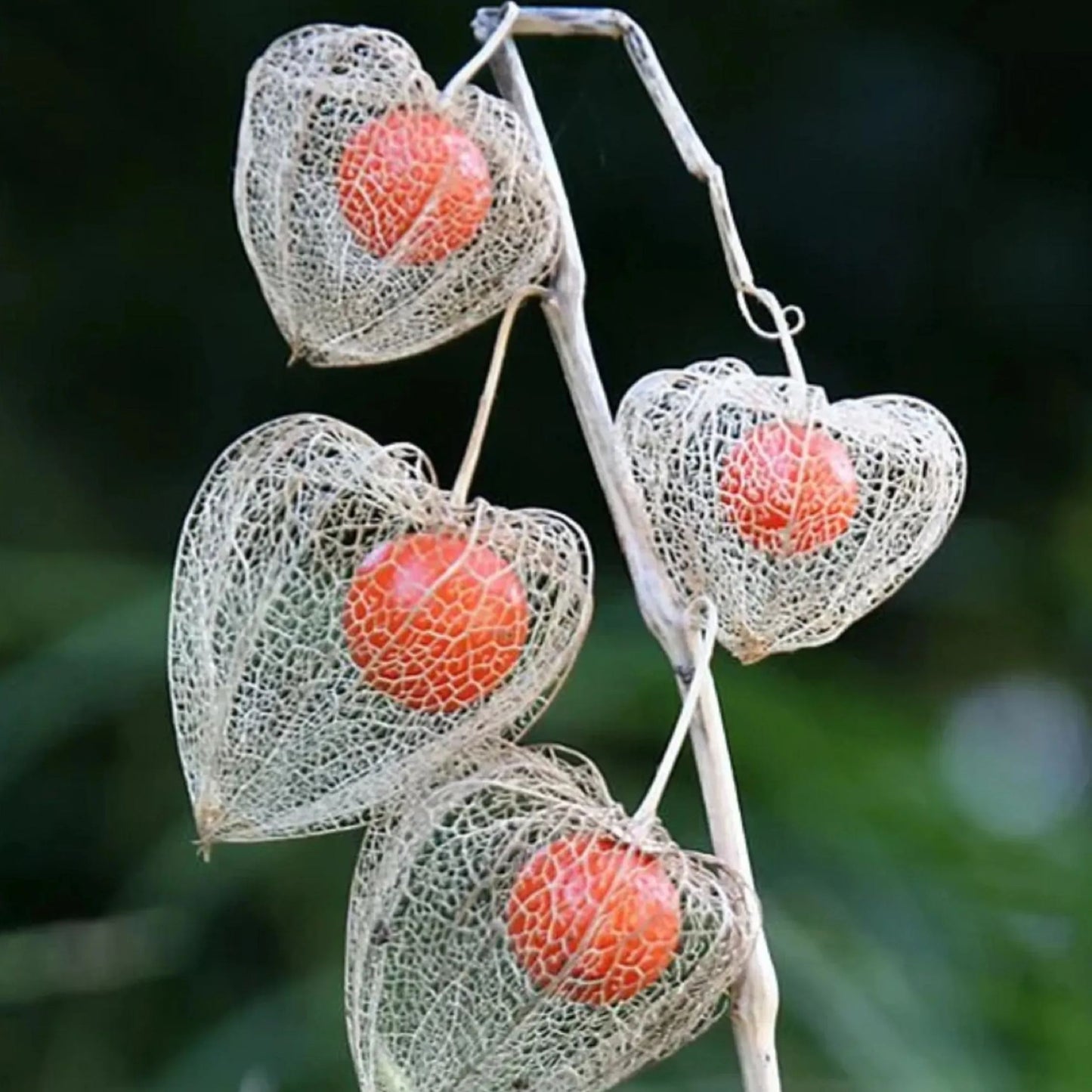 Lantern Cherry Seeds - Winter Ground Cherry