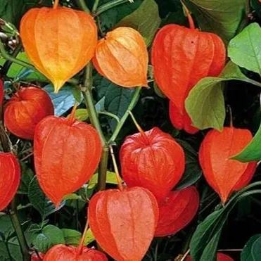 Lantern Cherry Seeds - Winter Ground Cherry