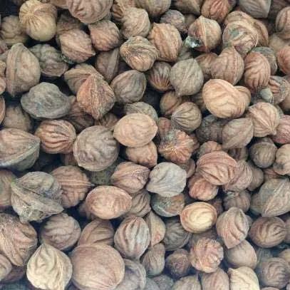 Golden Legend - Golden Peach Seeds