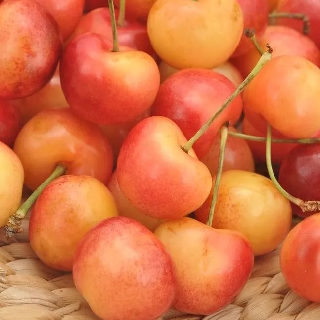 Golden Cherry Seeds