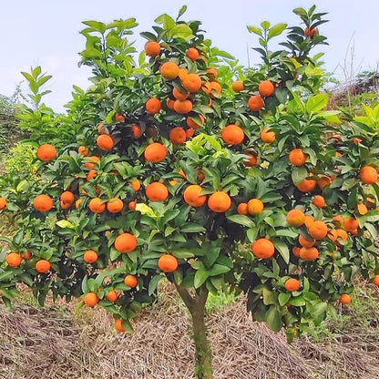 Potted Sugar Tangerine Seeds