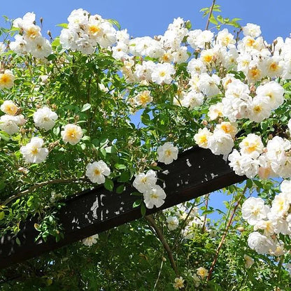 Climbing Rose Seeds🌹