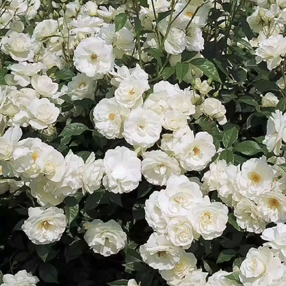 Climbing Rose Seeds🌹