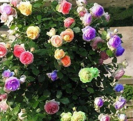 Climbing Rose Seeds🌹