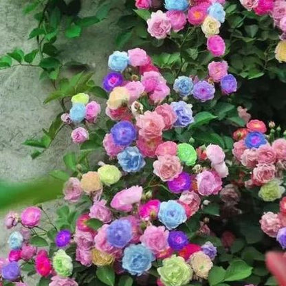 Climbing Rose Seeds🌹