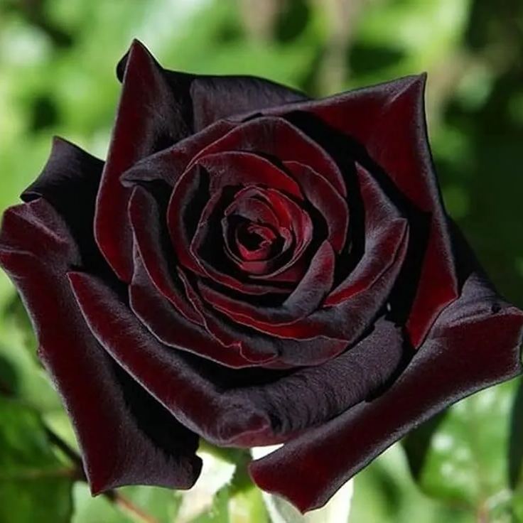 Black Buck Rose❤️🖤Heirloom Seeds
