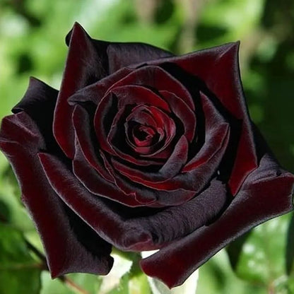 Black Buck Rose❤️🖤Heirloom Seeds