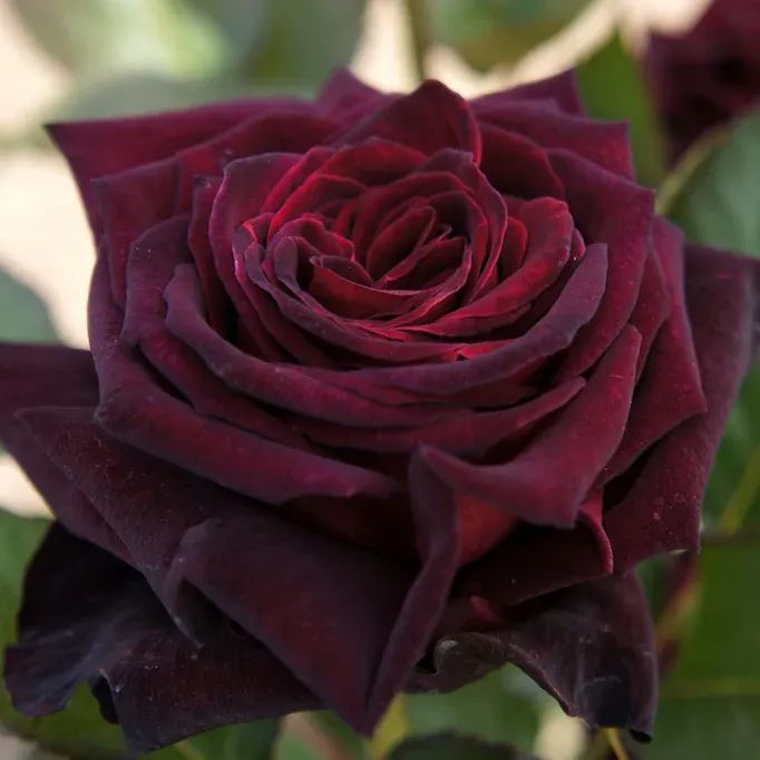 Black Buck Rose❤️🖤Heirloom Seeds