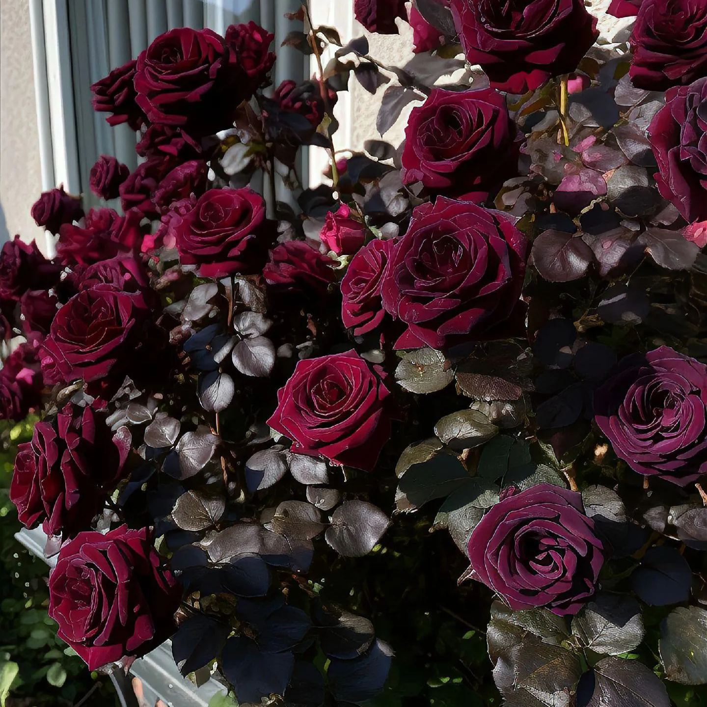 Black Buck Rose❤️🖤Heirloom Seeds