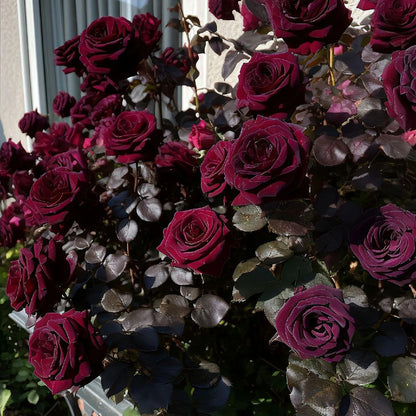 Black Buck Rose❤️🖤Heirloom Seeds