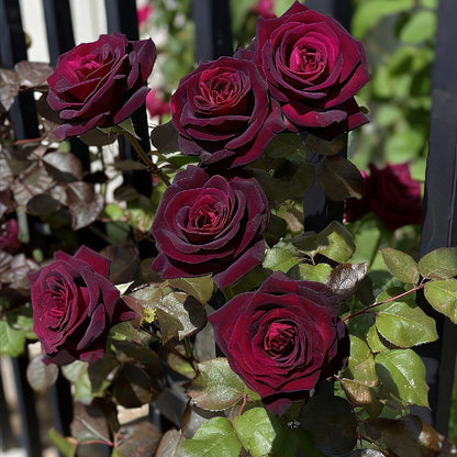 Black Buck Rose❤️🖤Heirloom Seeds