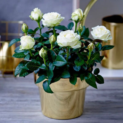 🌈 Miniature Colorful Roses – Add a Splash of Color to Your Garden! 🌹