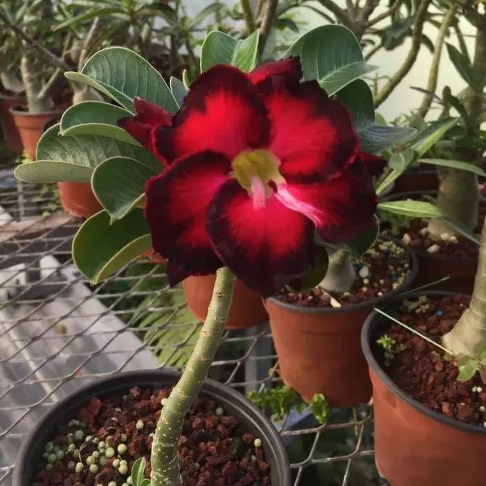 Desert Rose🌹- Multiple Varieties🌈 Heat-Resistant✨