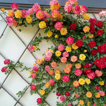 Climbing Rose Seeds🌹