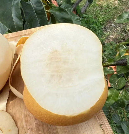 Akizuki Pear Seeds-Big, Sweet, And Juicy