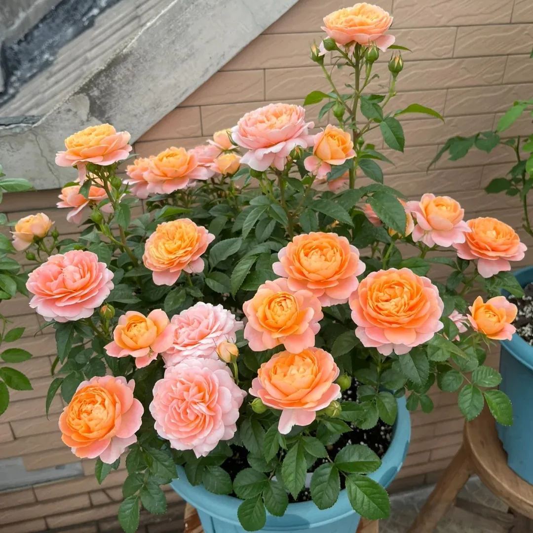 Beautiful Mini Rose Seeds