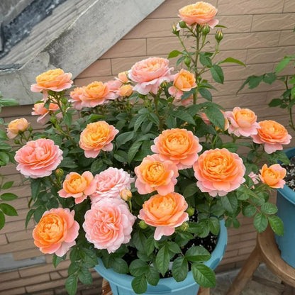 Beautiful Mini Rose Seeds