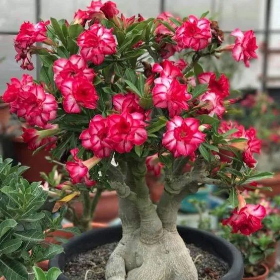 Desert Rose🌹- Multiple Varieties🌈 Heat-Resistant✨