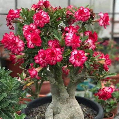 Desert Rose🌹- Multiple Varieties🌈 Heat-Resistant✨