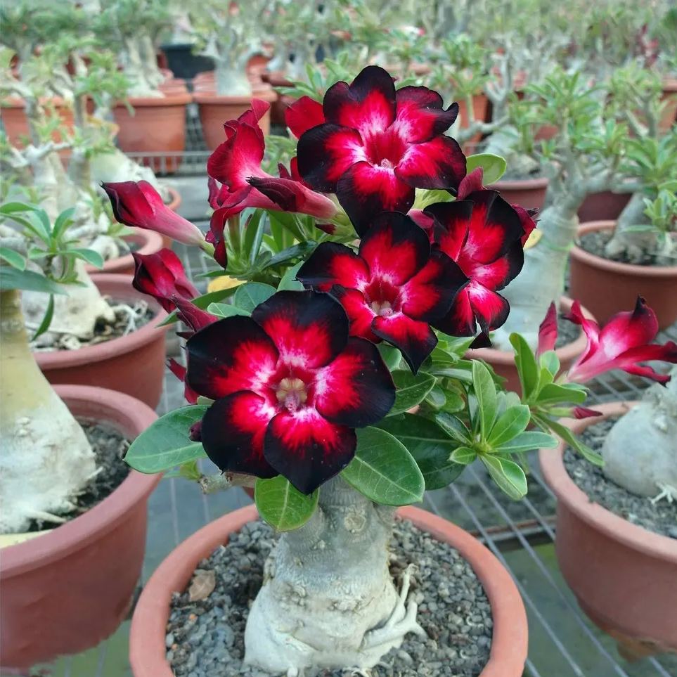 Desert Rose🌹- Multiple Varieties🌈 Heat-Resistant✨