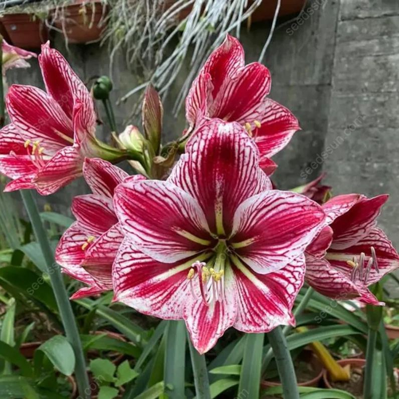 🌺 Rare Amaryllis Bulbs – Stunning Blooms, Easy to Grow, Beautiful to Watch
