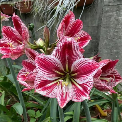🌺 Rare Amaryllis Bulbs – Stunning Blooms, Easy to Grow, Beautiful to Watch