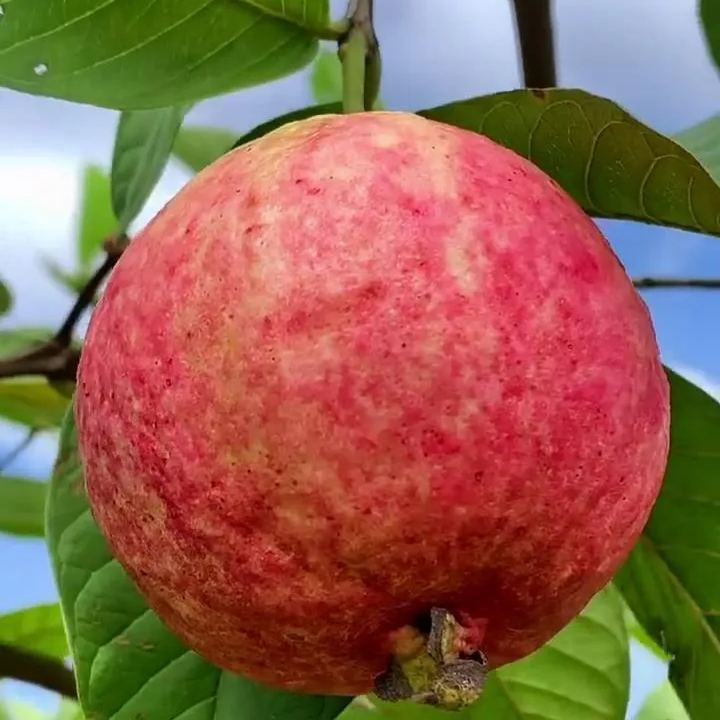 Rouge Guava Seeds--The Beauty Of Winter❄️