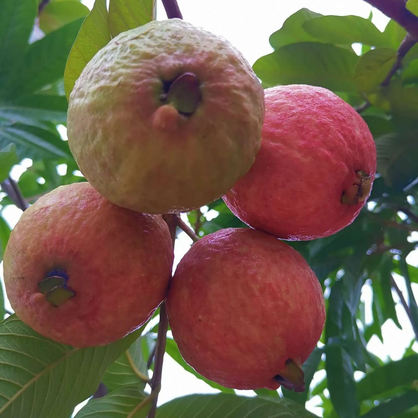 Rouge Guava Seeds--The Beauty Of Winter❄️