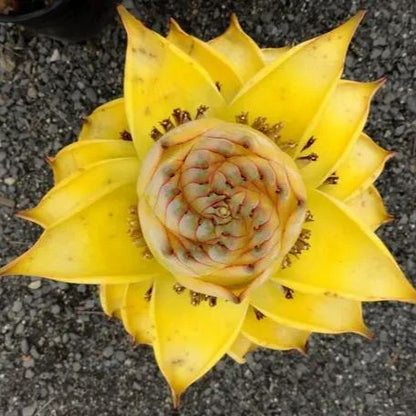 Golden Red Lotus Seeds: Embrace Tranquility with Every Bloom