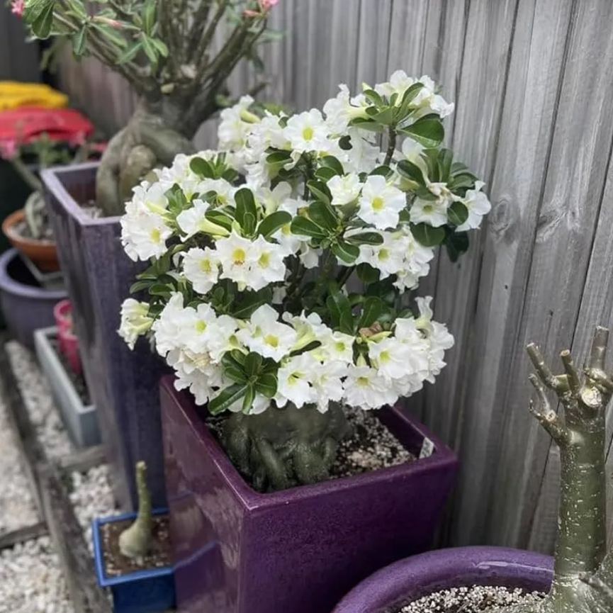Desert Rose - White
