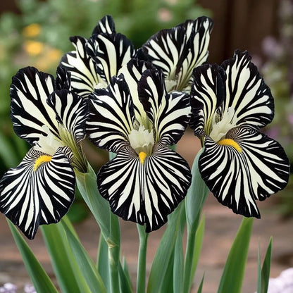 Zebra Stripes Iris Seeds