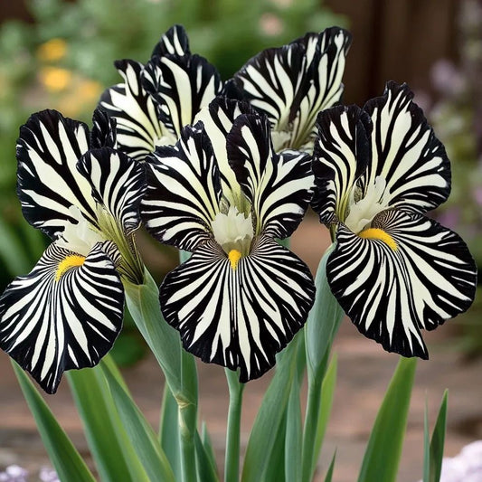 Zebra Stripes Iris Seeds