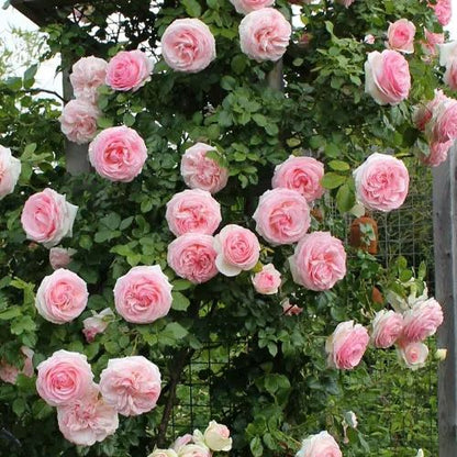 Climbing Rose Seeds🌹