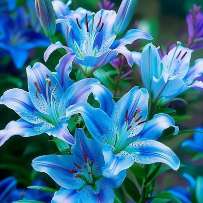 🌸 Rare Exquisite Lily Bulbs