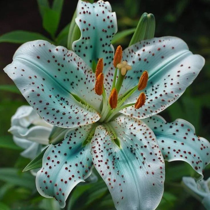 🌸 Rare Exquisite Lily Bulbs