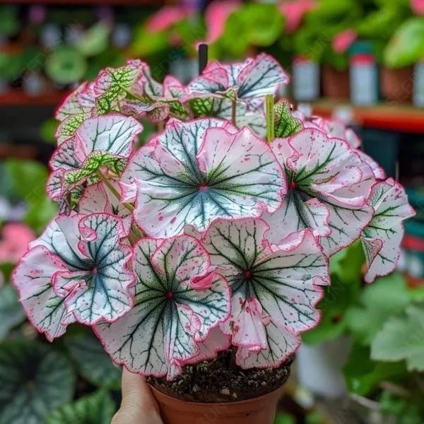 Dazzling Begonia Seeds
