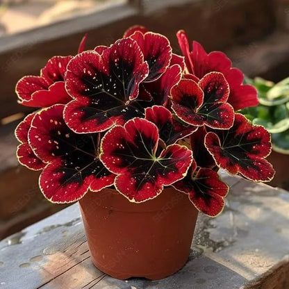 Dazzling Begonia Seeds