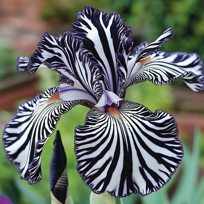 Stripe Series Iris Seeds