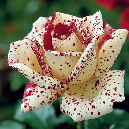 Brilliant Rose Seeds