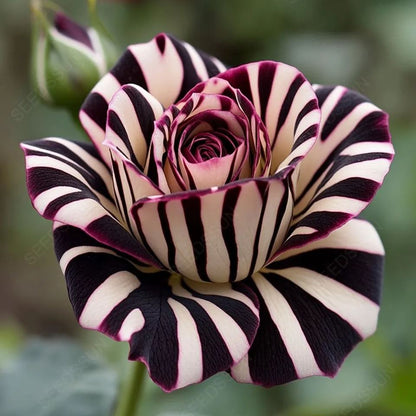 Brilliant Rose Seeds