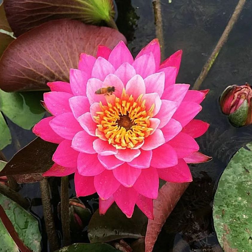 Water Lily Bulbs