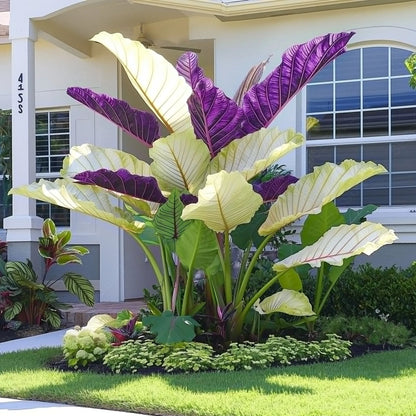 Giant Caladium Bulbs