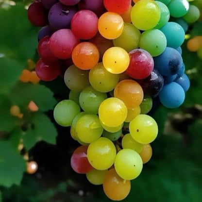 Rare Rainbow Hybrid Grape Seeds Organic