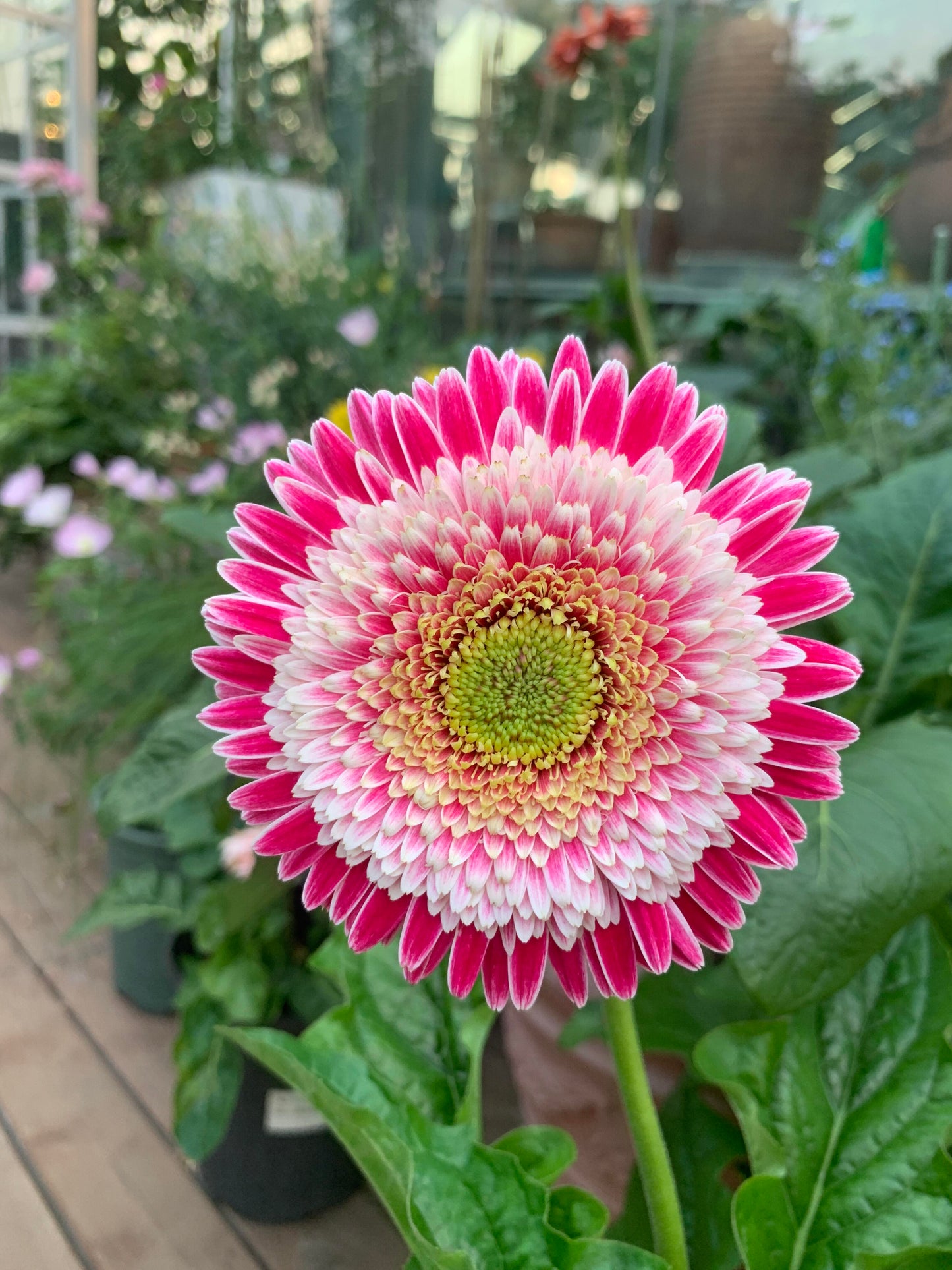 Gerbera ‘Corine’ Flower Seeds